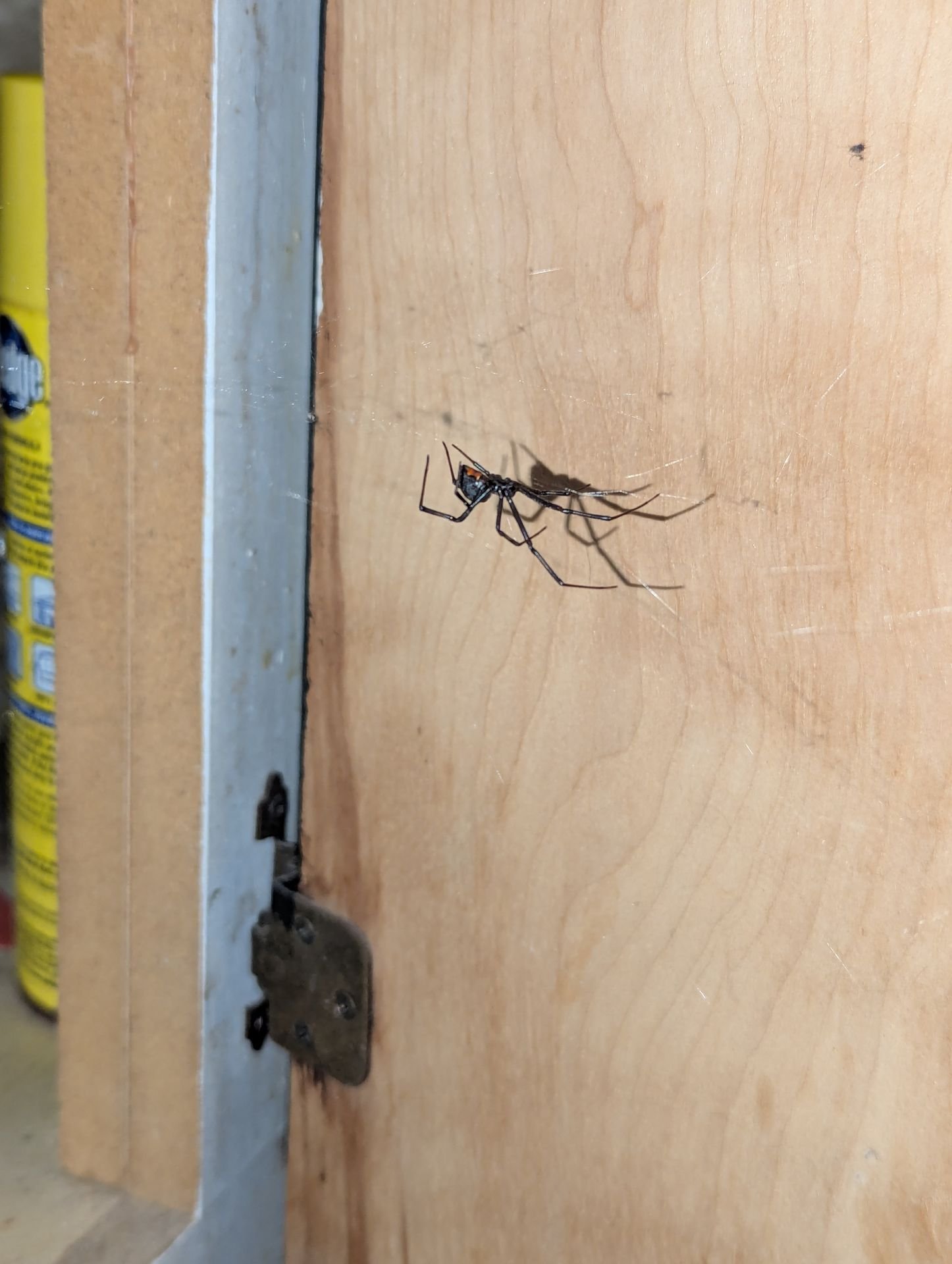 Black widow spider found in a Tucson garage