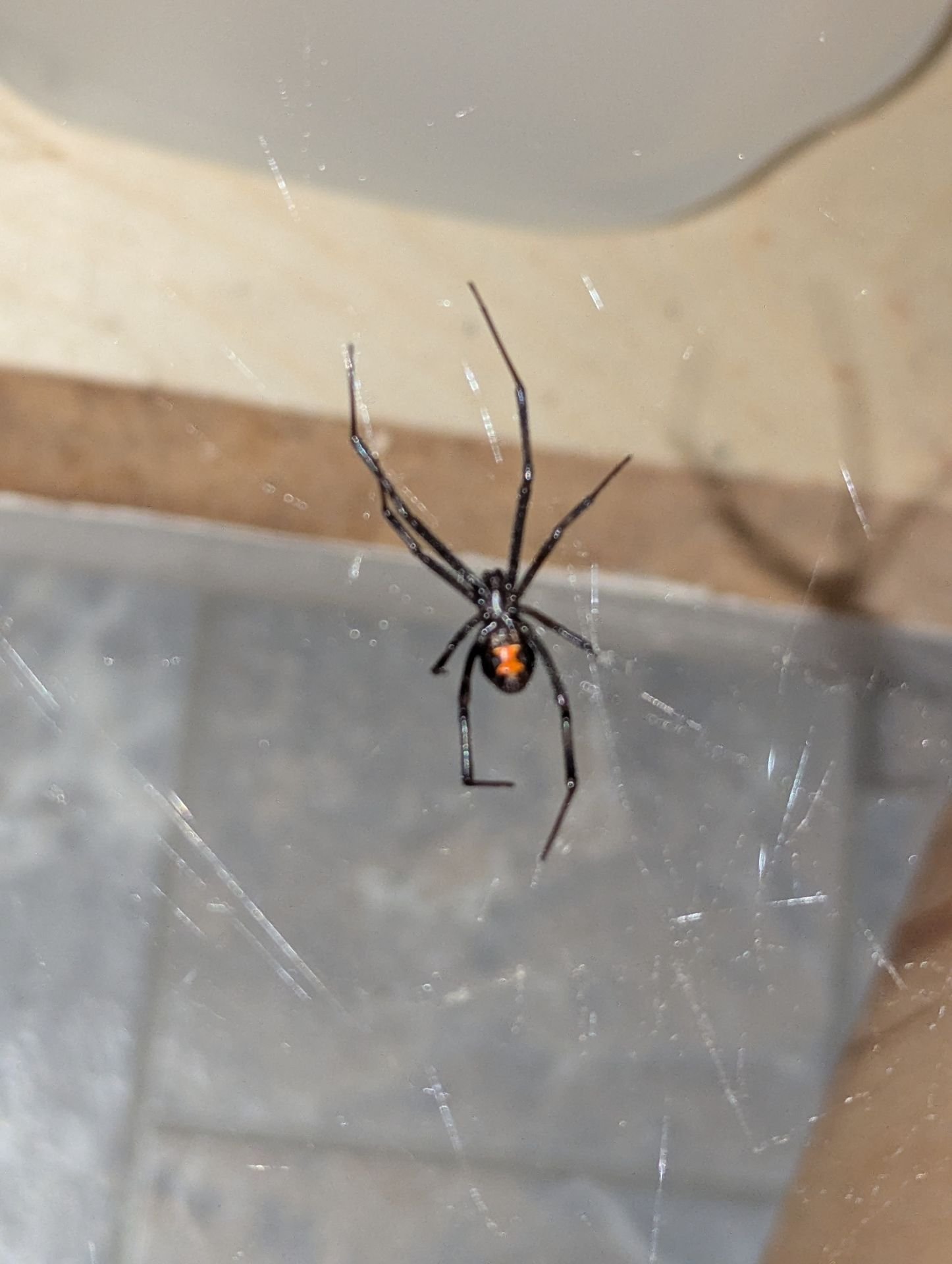 Black widow spider removed during Tucson pest control service