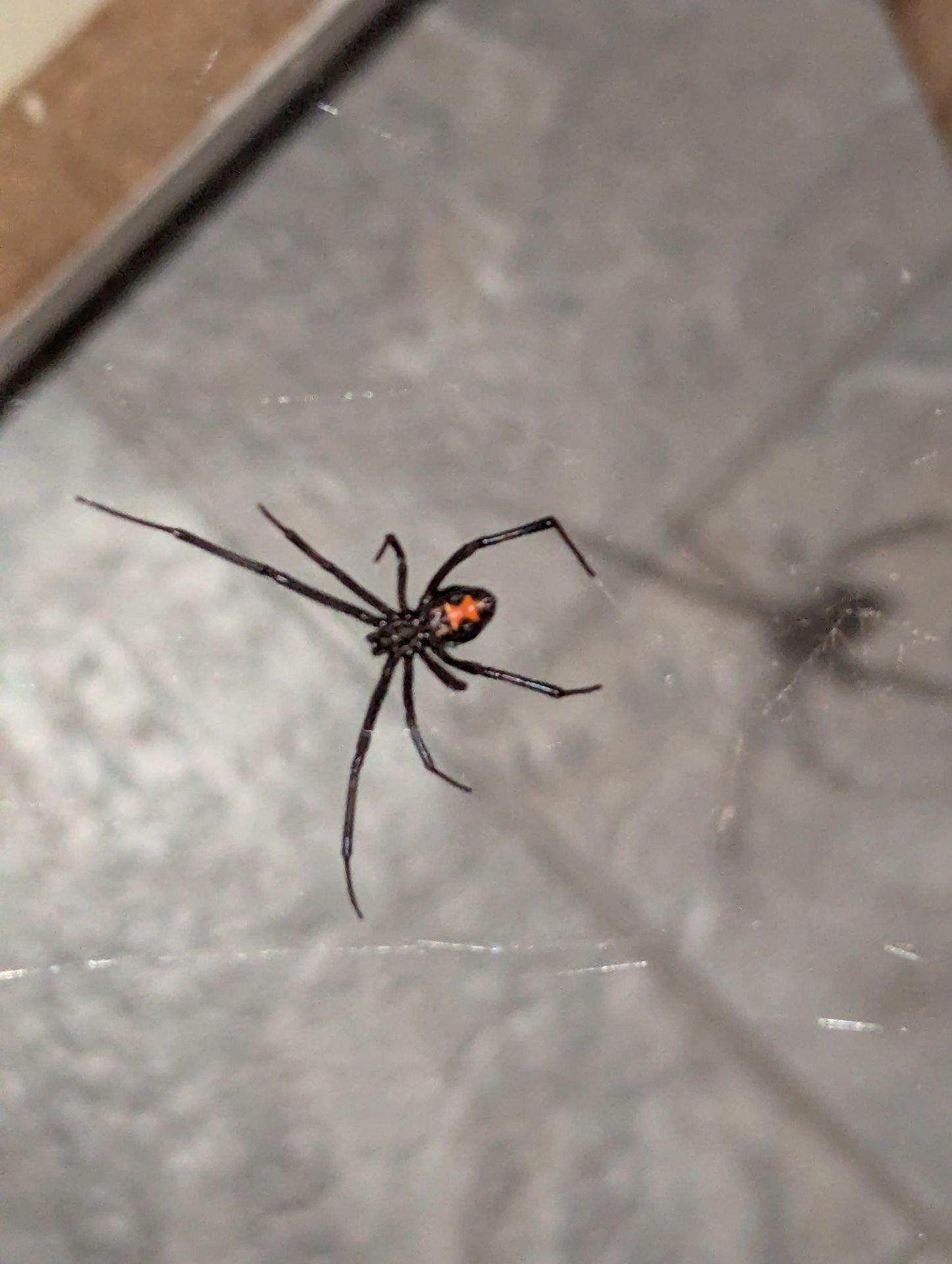 Black widow spider control close-up in Tucson AZ