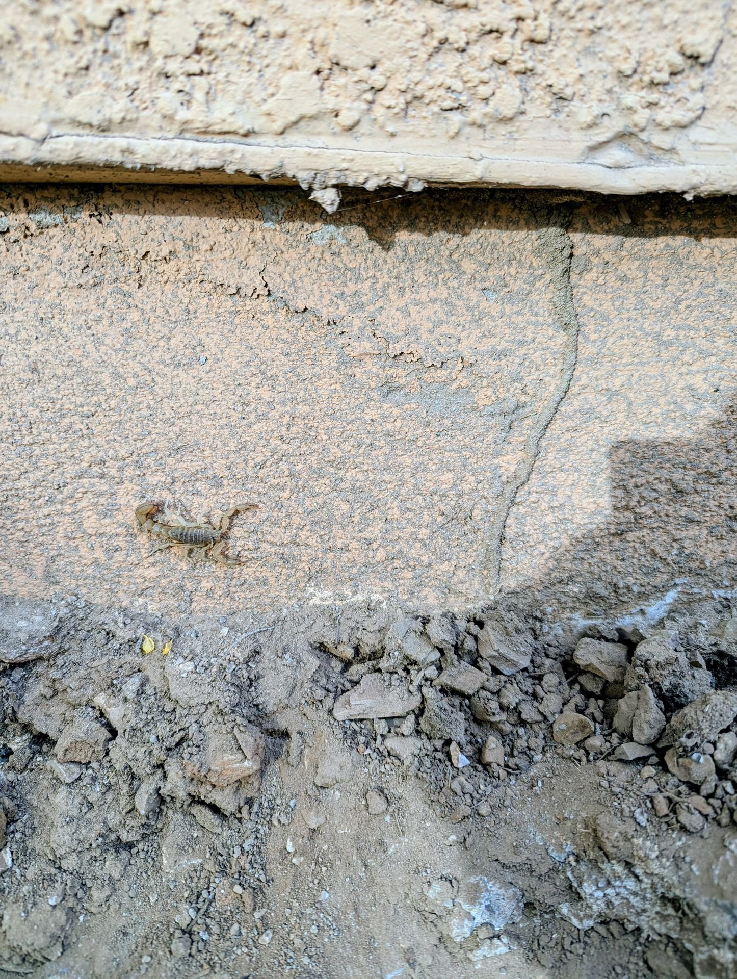 Bark scorpion found during a Tucson pest inspection